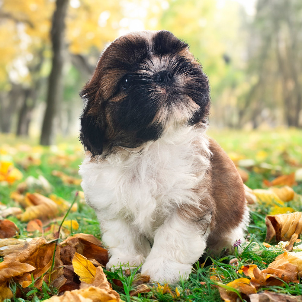 Shih Tzu